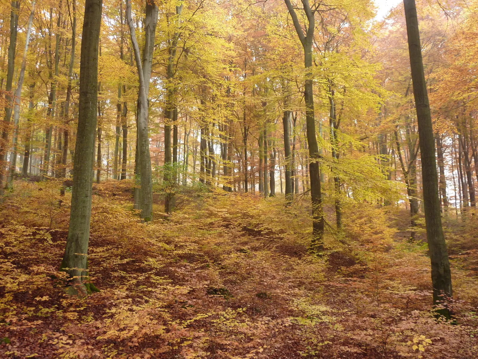 Waldgang in der Natur