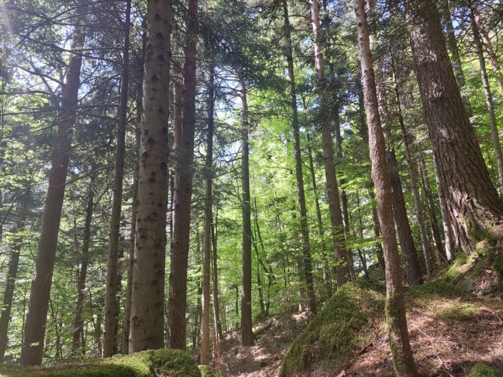 Waldgang in der Natur